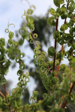 Salix babylonica 'Crispa'