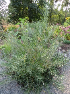 Salix elaeagnos