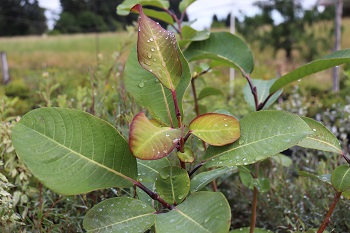 Salix magnifica