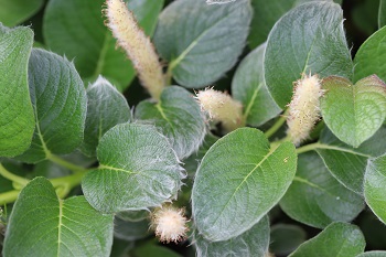 Salix nakamurana yezo alpina