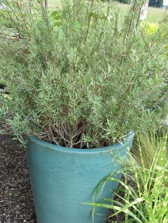 Salix purpurea  'Canyon Blue'