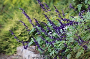 Salvia 'Indigo Spires'