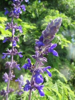 Salvia 'Indigo Spires'