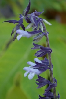 Salvia 'Phyllis Fancy'