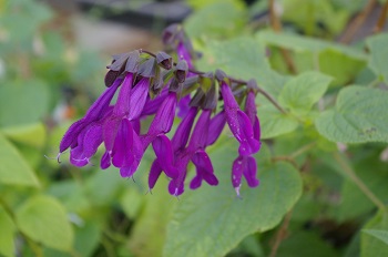 Salvia 'Purple Majesty'