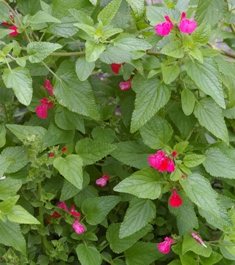 Salvia 'Wild Watermelon' (Joy Creek Form)