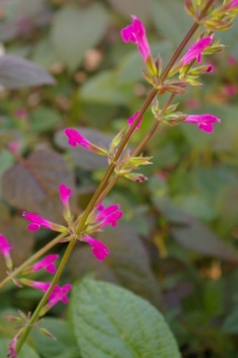 Salvia aff. chiapensis