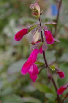 Salvia buchananii