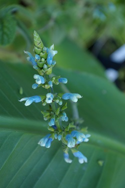 Salvia bullulata 'Pale Form'