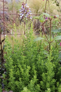 Salvia chamelaeagnea