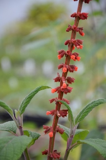 Salvia confertiflora