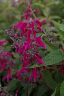 Salvia curviflora