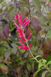 Salvia elegans 'Frieda Dixon'