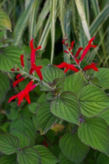 Salvia elegans 'Scarlet Tangerine'