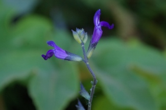 Salvia greggii 'Nuevo Leon'