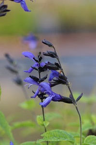 Salvia guaranitica 'Black & Blue'