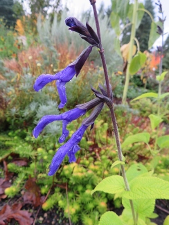 Salvia guaranitica 'Black & Blue'