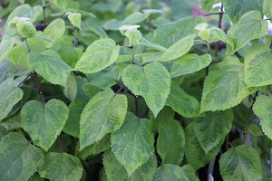 Salvia guaranitica 'Omaha Gold'