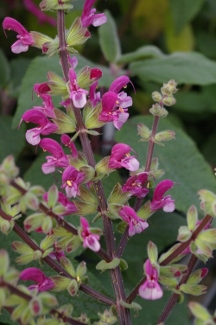 Salvia hierosolymitana