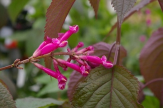Salvia iodantha