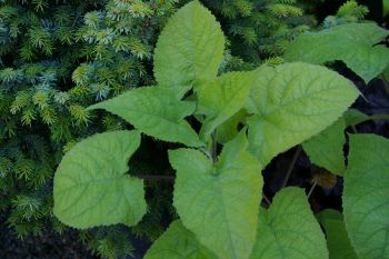 Salvia koyamae