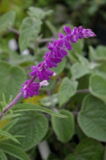 Salvia leucantha