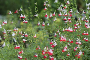 Salvia microphylla 'Hot Lips'