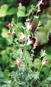 Salvia microphylla 'Hot Lips'
