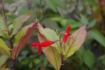 Salvia miniata