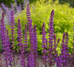 Salvia nemerosa 'Caradonna'