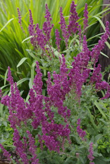 Salvia nemerosa 'Pusztaflamme'