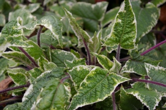 Salvia nipponica 'Fuji Snow'