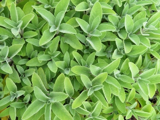 Salvia officinalis 'Berggarten'