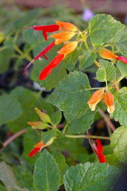 Salvia regla 'Huntington Gardens Form'