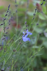 Salvia reptans