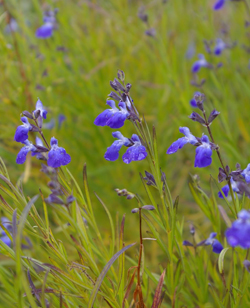Salvia reptans