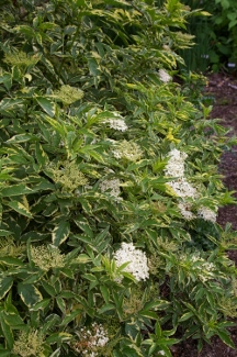 Sambucus nigra 'Albovariegata'