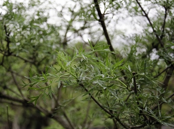 Sambucus nigra 'Laciniata'