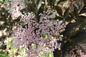 Sambucus nigra 'Thundercloud'