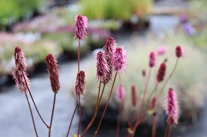 Sanguisorba menzesii 'Wake Up'