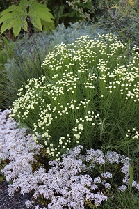 Santolina chamaecyparissus 'Lemon Queen'