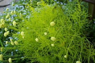 Santolina rosmarinifolius 'Lemon Fizz'