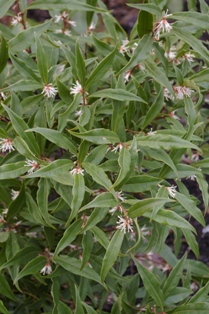 Sarcococca hookereana var. digyna 'Purple Stem'