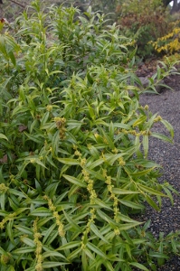 Sarcococca saligna