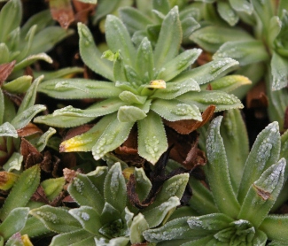 Saxifraga 'Cockscomb'