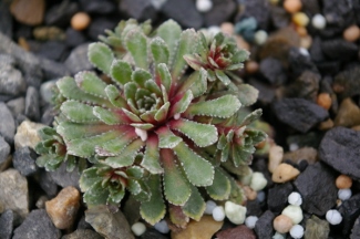 Saxifraga 'Whitehill'