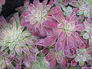 Saxifraga cotyledon 'Caterhamensis'