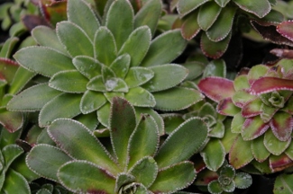 Saxifraga cotyledon 'Caterhamensis'