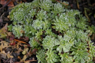 Saxifraga gaudinii 'Canis Dalmatica' (x)