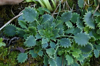 Saxifraga geum 'Dentata' (x)